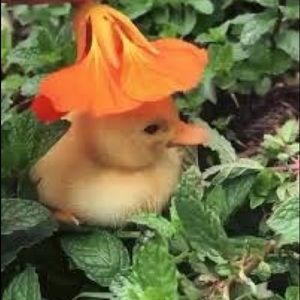 Meet your Posher, Kendall